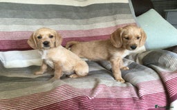 Hungarian Vizsla dogs for sale: VIZSIPOO puppies, Vizsla x Miniature Poodle - Image 9
