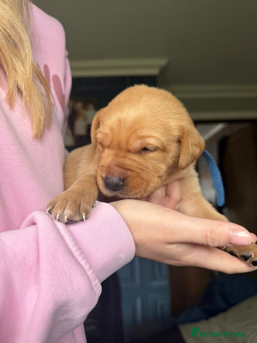 Labrador Retriever dogs for sale: Red Fox Labradors  - Advert 4