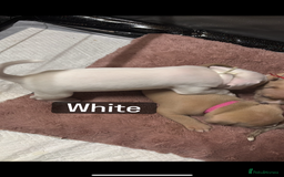 American Bully dogs for sale: AMERICAN POCKET BULLYS - Image 15