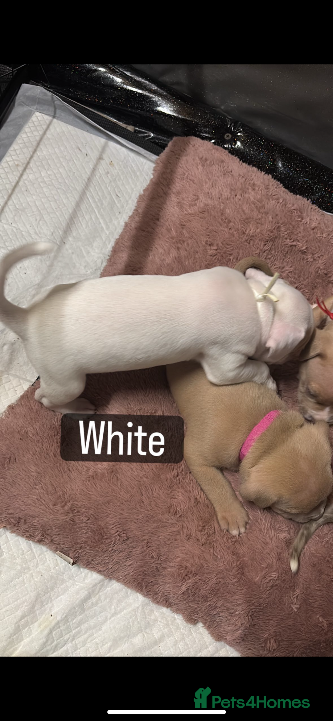 American Bully dogs for sale: AMERICAN POCKET BULLYS - Image 15