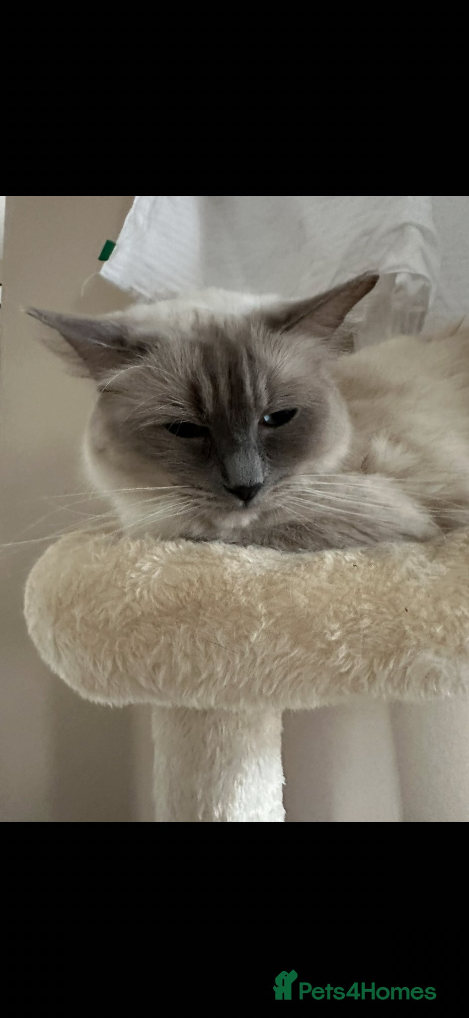 Ragdoll cats Ready now!!! Stunning ragdoll kittens - Advert 2