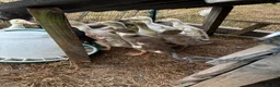 Ducks poultry for sale: ***Indian Runner Cross Ducklings*** in Tiverton - Advert 3