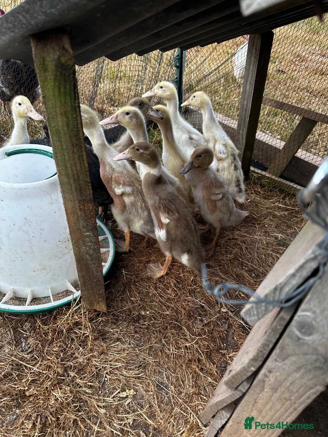 Ducks poultry for sale: ***Indian Runner Cross Ducklings*** in Tiverton - Advert 3