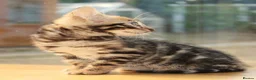 Bengal cats for sale: 3 TICA BENGAL BOYS – BROWN ROSETTED MALES – £850 - Advert 3