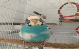 Budgerigars birds for sale: Budgie for rehoming with cage - Image 1