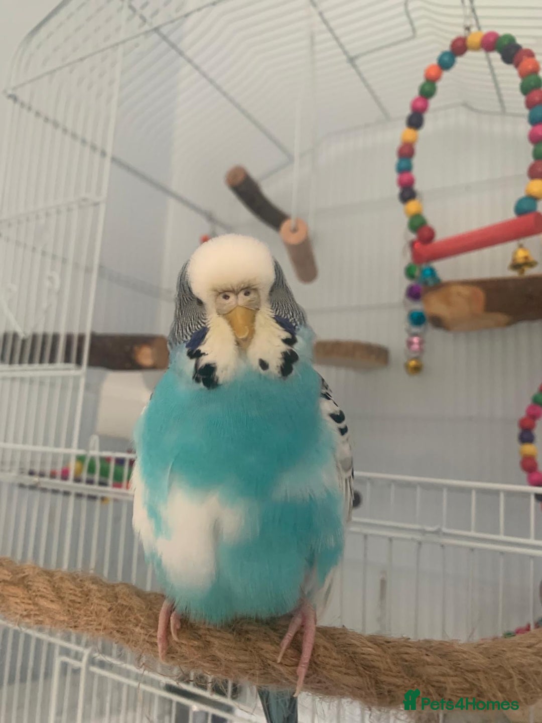 Budgerigars birds for sale: Budgie for rehoming with cage - Image 1