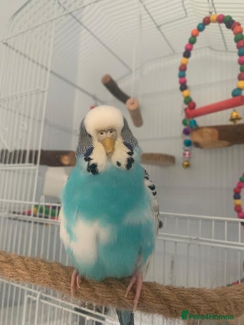 Budgerigars birds - Advert 1