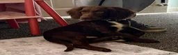 Springador dogs for sale: 15 Week Old Springador Pup  - Advert 4