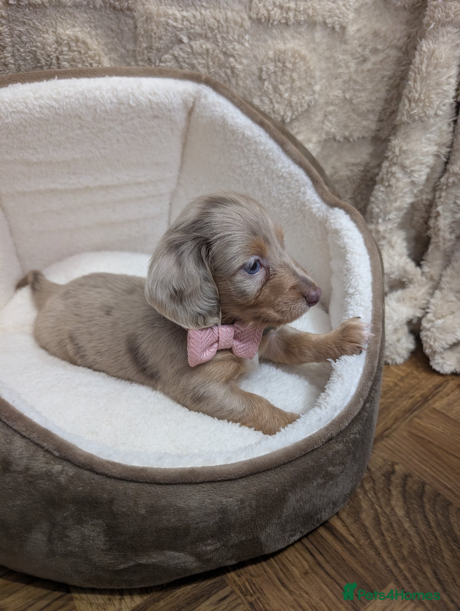 Miniature Dachshund dogs Kc registered Longhaired miniature dachshunds  - Advert 2