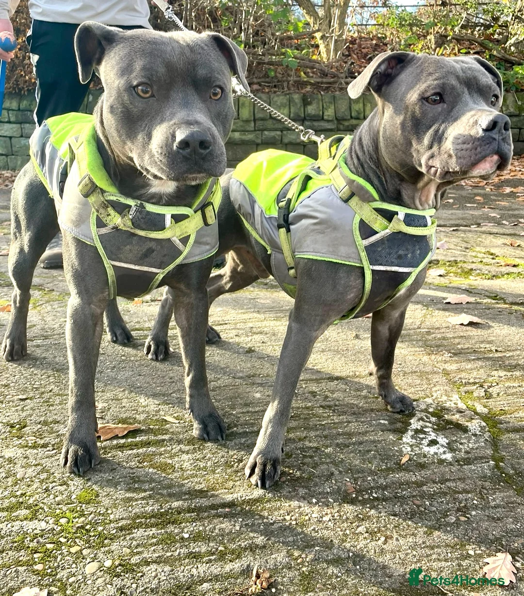 Staffordshire Bull Terrier dogs for stud: KC Registered Staffy Stud available  in Holmfirth - Advert 9