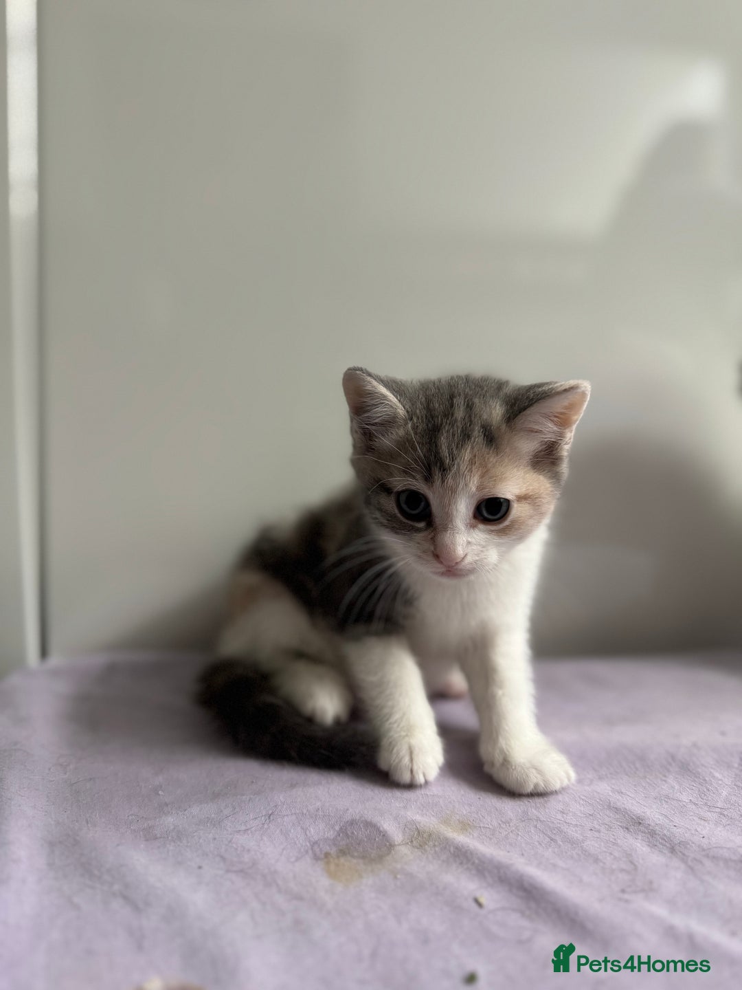 Mixed Breed cats for sale: 4 gorgeous ginger and grey kittens - Image 5