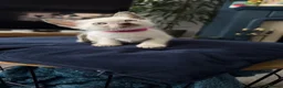Siamese cats for sale: Siamese kittens  - Advert 14