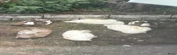 Ducks poultry for sale: Indian runner ducks looking for 5* homes in Thetford - Advert 3