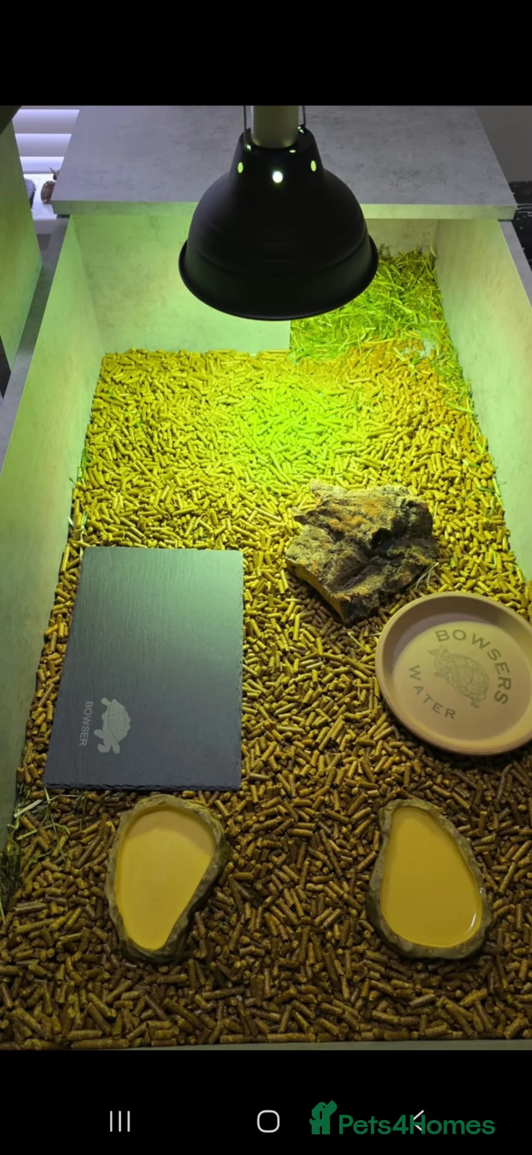 Hermann Tortoise reptiles for sale: Herman tortoise in Merthyr Tydfil - Advert 2