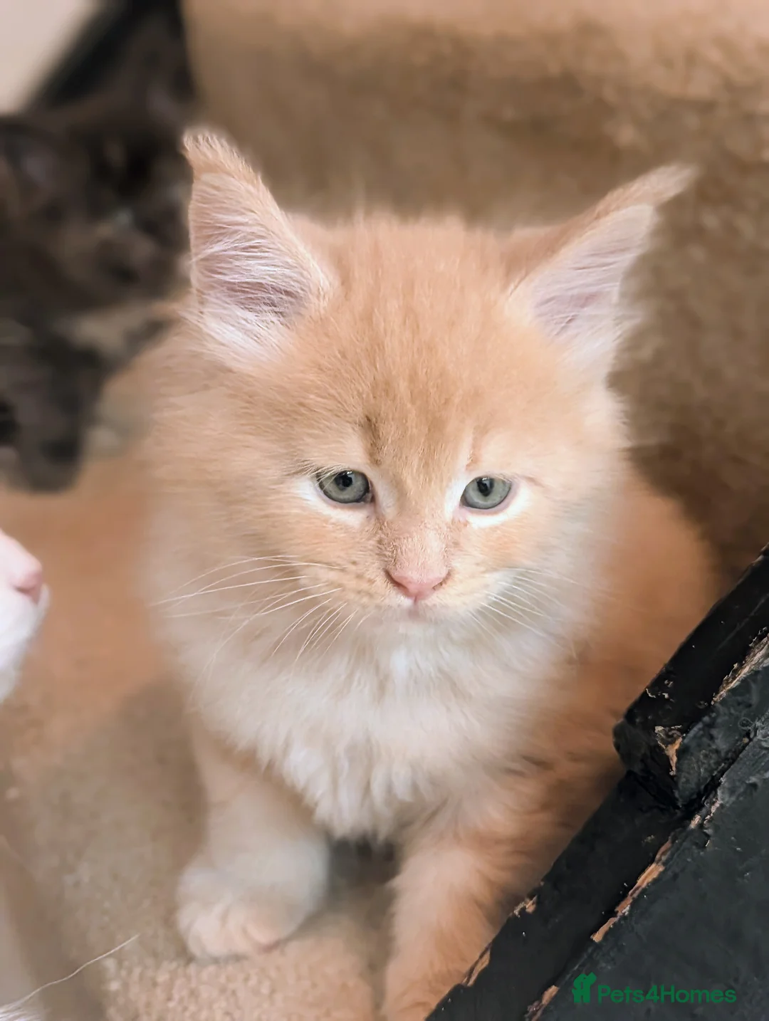 Maine Coon cats for sale: Beautiful Tica Registered Maine Coon Kittens  - Advert 26