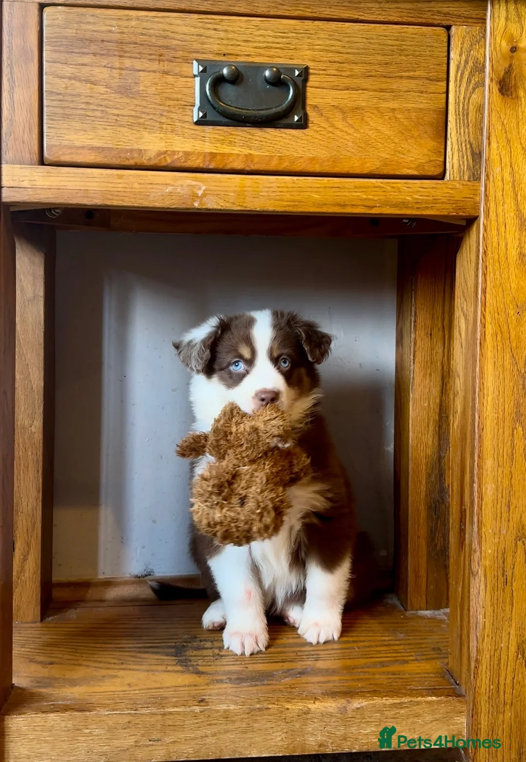 Miniature American Shepherd dogs for sale: Very exciting litter expected Mini American puppie - Advert 8