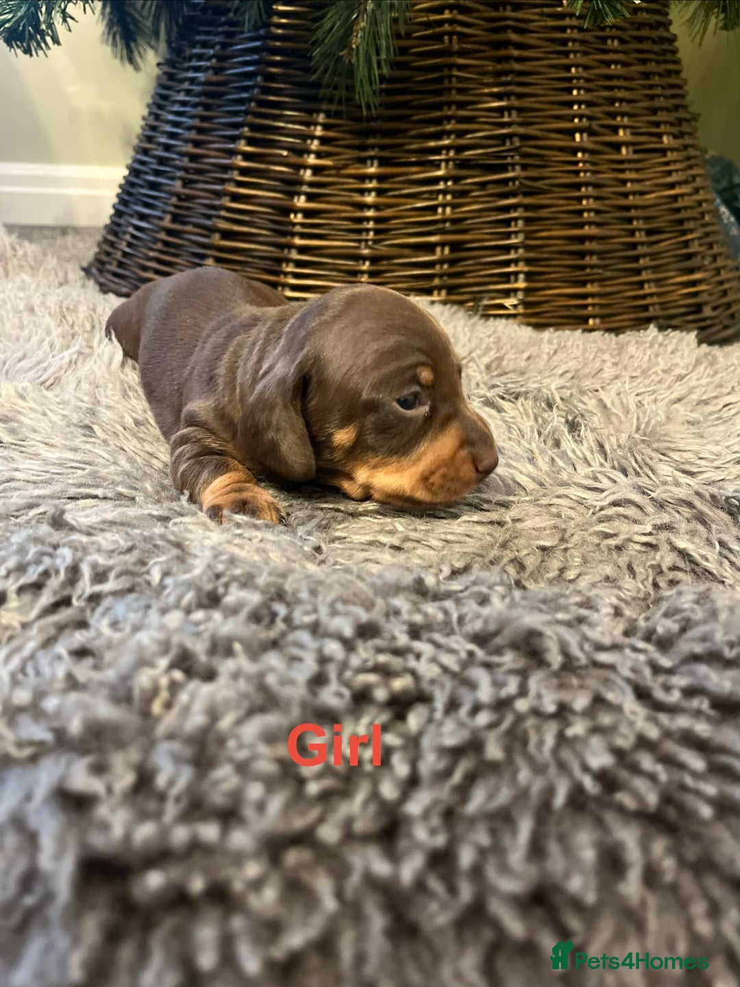Miniature Dachshund dogs for sale: KC reg PRA clear Mini smooth Dachshund pups - Advert 7