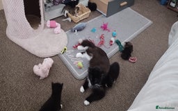 Domestic Shorthair cats for sale: 2 beautiful black fluffy kittens for sale.  - Image 7