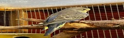 Budgerigars birds for sale: Baby budgies  - Advert 8