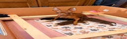 Russian Toy Terrier dogs for sale: Cutest little friend for life  - Advert 4