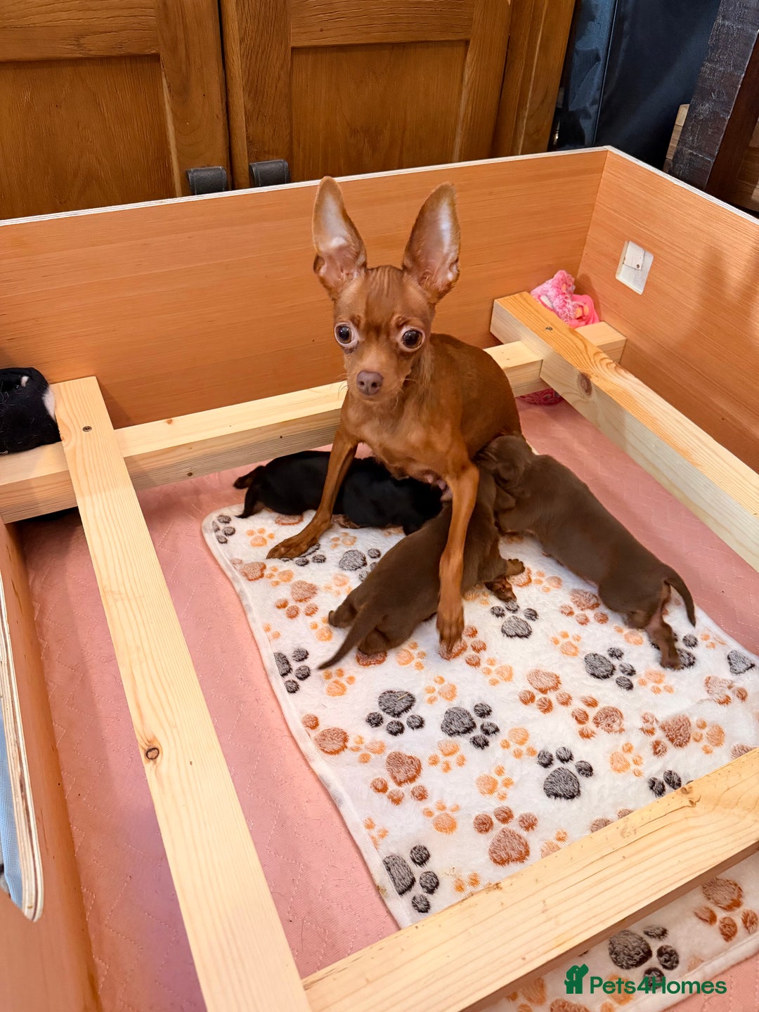 Russian Toy Terrier dogs for sale: Cutest little friend for life  - Advert 4