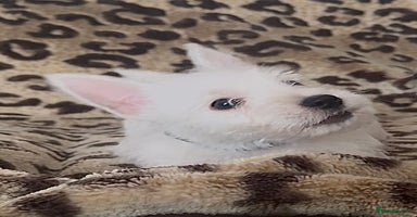 West Highland Terrier dogs - Advert 2