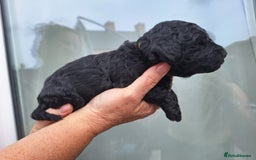 Sproodle dogs for sale: Sproodle Merle puppies  - Image 8