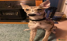 Lurcher dogs for sale: 1 year old Lurcher  - Image 2