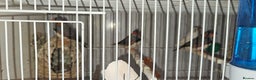 Finches birds for sale: Bengali society finches and zebra finches for sale - Advert 7