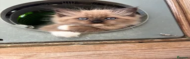 Ragdoll 4