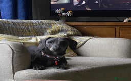 Dachshund dogs for stud: Blue miniature dachshund for stud. - Image 3