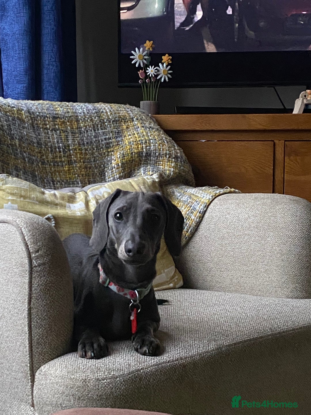 Dachshund dogs for stud: Blue miniature dachshund for stud. - Image 3