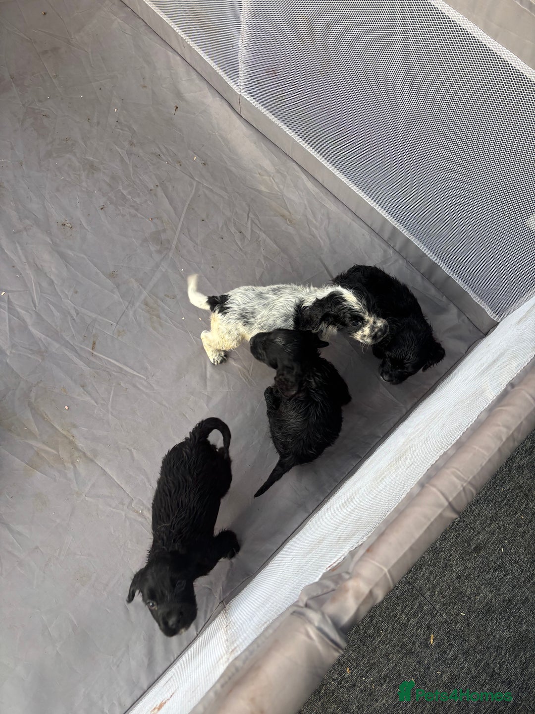 Cocker Spaniel dogs for sale: Show cocker spaniel puppies - Image 17