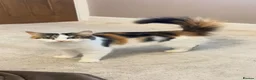 Mixed Breed cats for sale: Two beautiful kittens - Advert 2