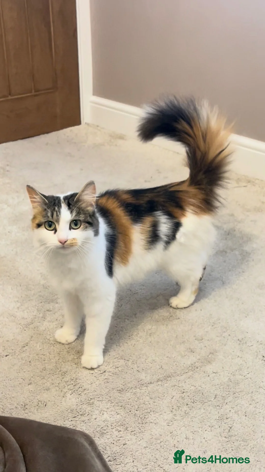 Mixed Breed cats for sale: Two beautiful kittens - Advert 2