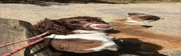 English Springer Spaniel dogs for sale: 22month old springer - Advert 3