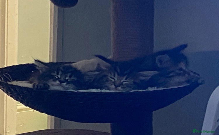 Maine Coon cats for sale - Advert 1