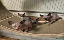 Sphynx cats for sale: Sphynx kittens  - Image 2