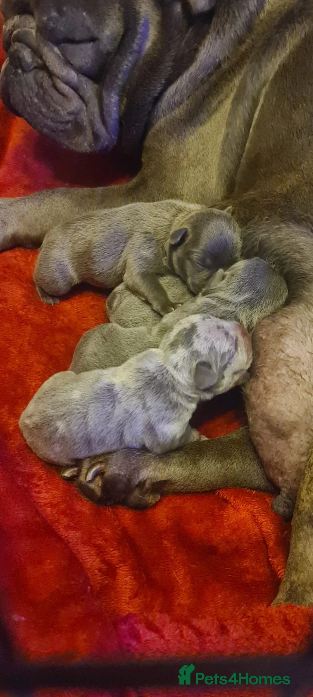 French Bulldog dogs for stud: Blue and tan quad merle in Sheffield - Advert 19