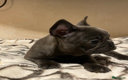 French Bulldog dogs for sale: French bulldog puppy’s  - Image 15