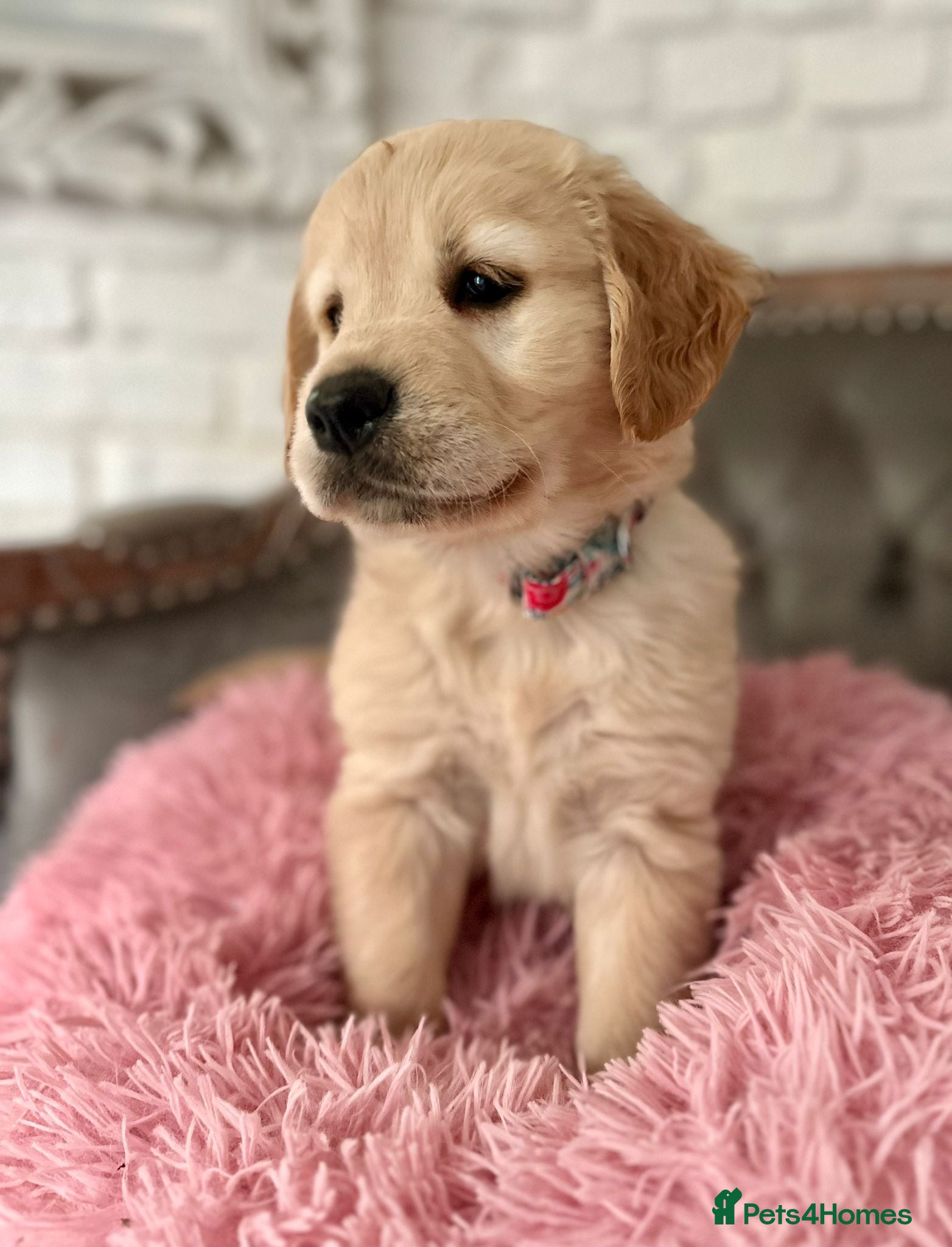 Golden Retriever dogs Golden retriever puppies  - Advert 14