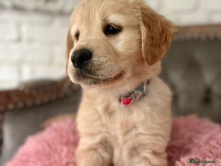 Golden Retriever dogs Golden retriever puppies - Advert 18