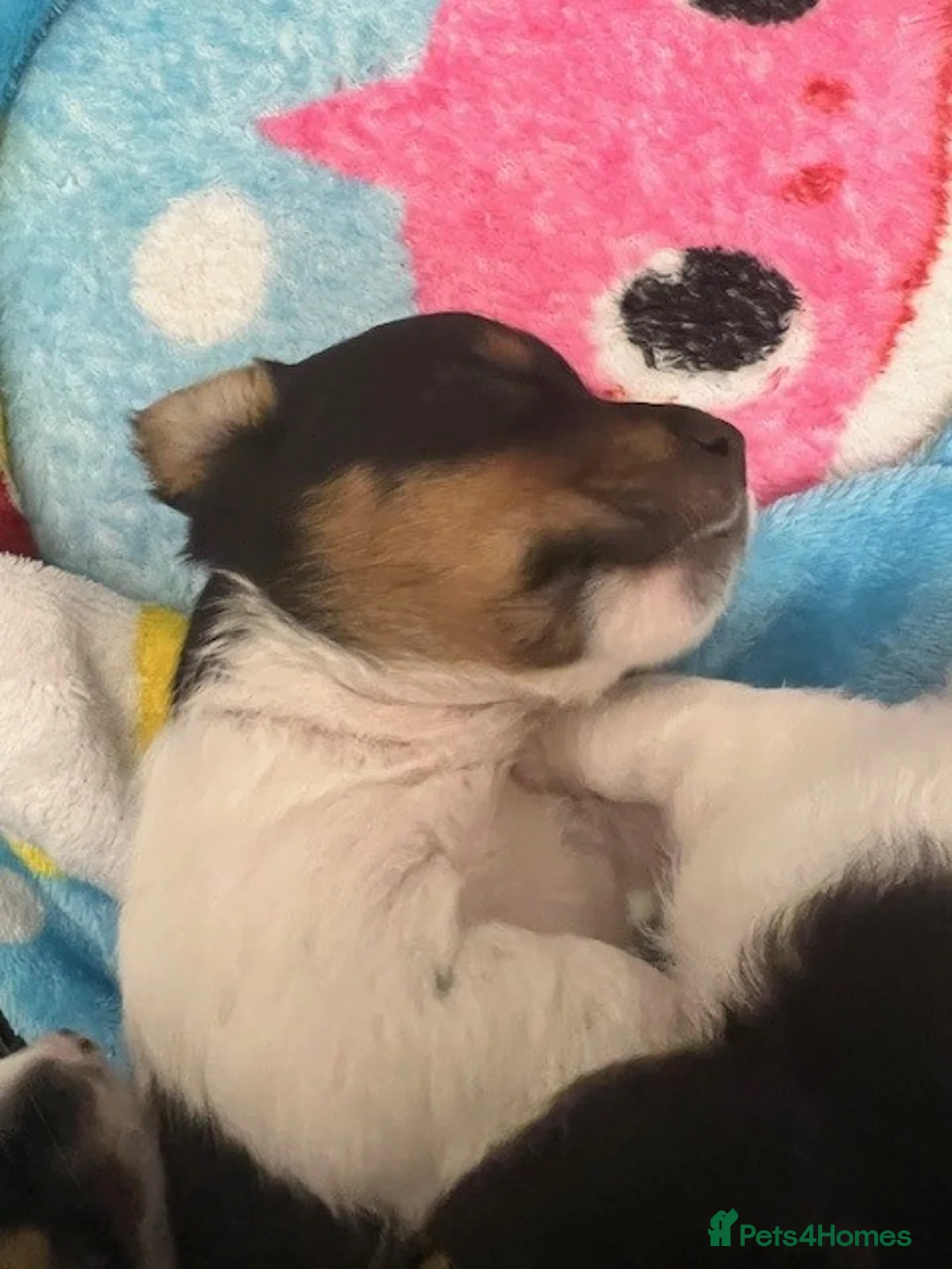 Jack Russell dogs for sale: Jack Russell Puppies - Advert 9