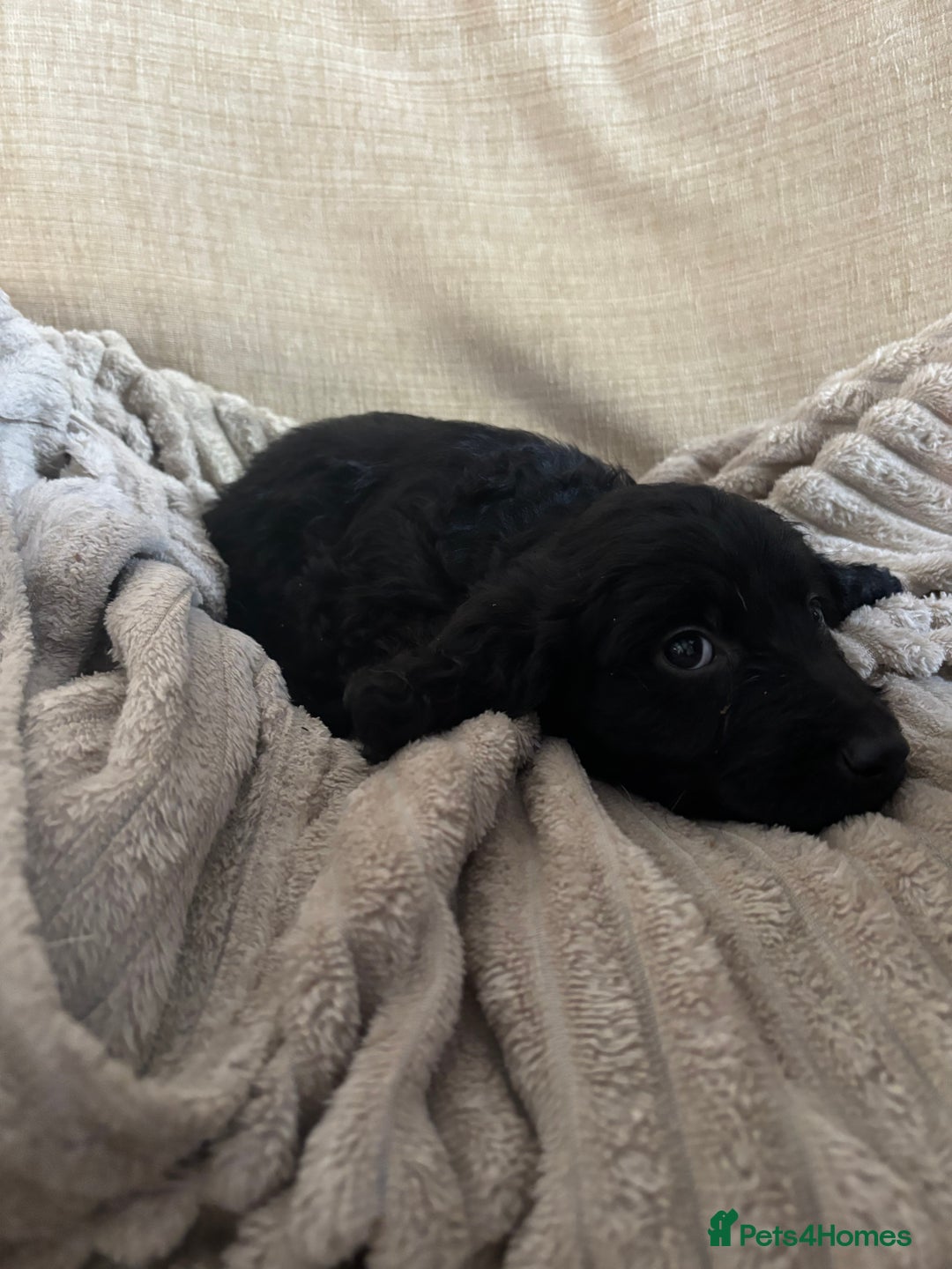 Goldendoodle dogs for sale: 12 Stunning Goldendoodles - Image 27