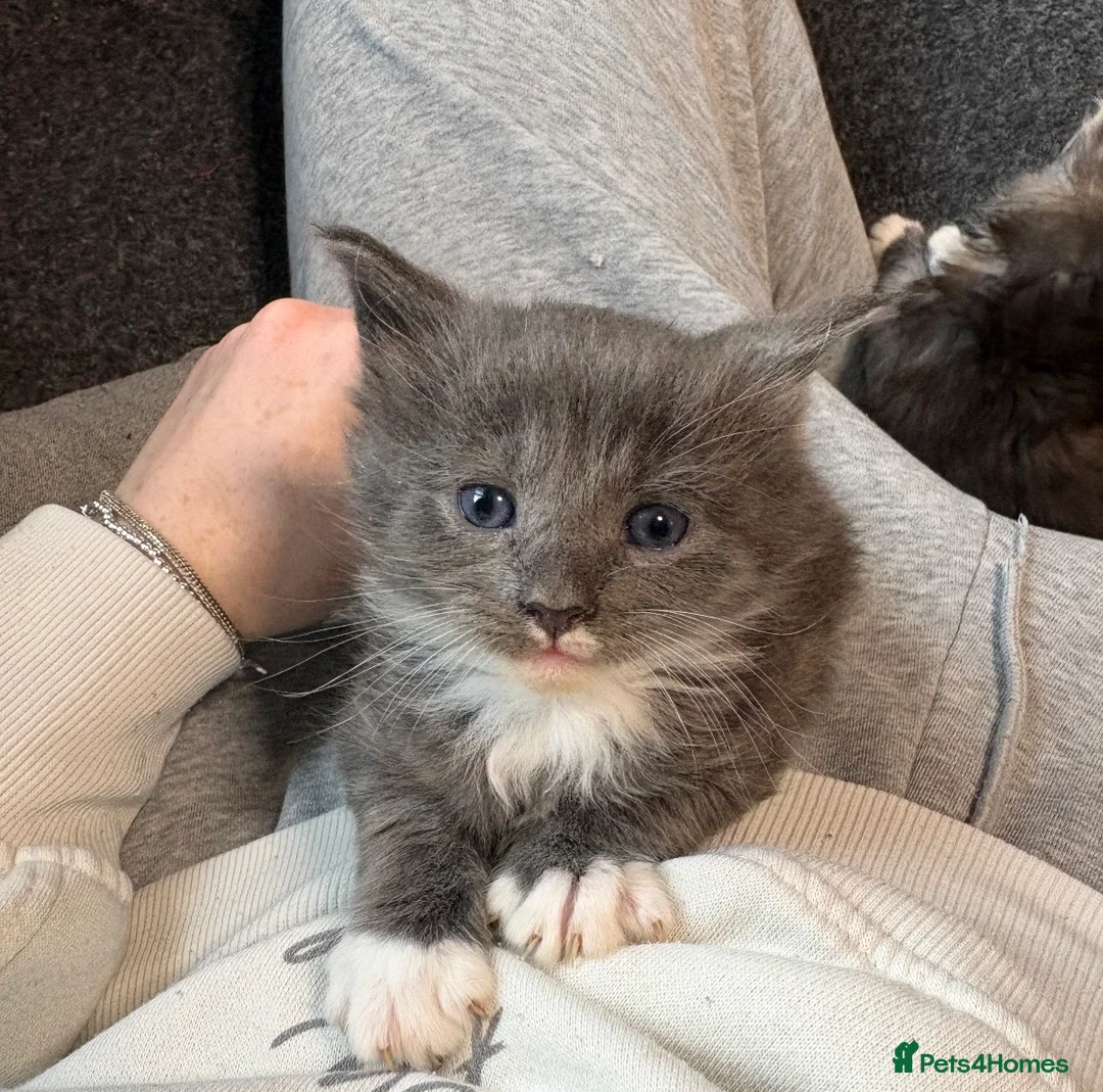 Maine Coon cats for sale: Maine coon - Advert 5