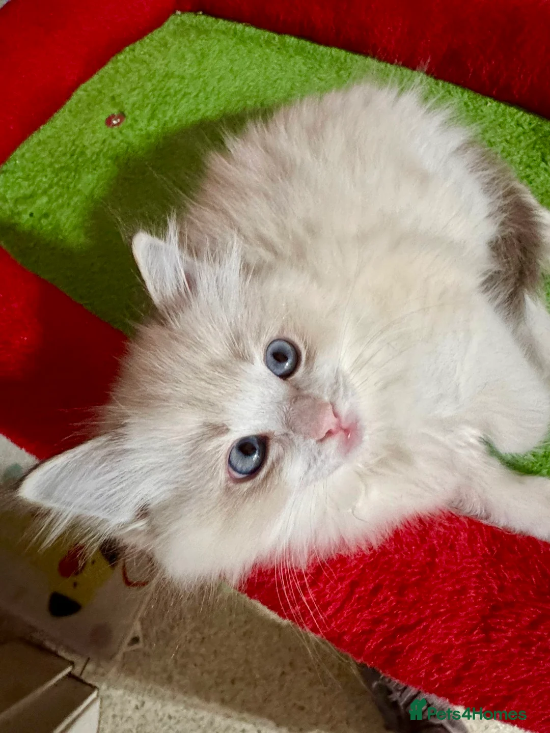 Ragdoll cats for sale: Now ready to leave – Blue Point– TICA Registered - Advert 2