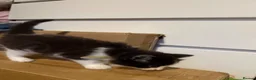 Mixed Breed cats for sale: Only 4 kittens left  - Advert 15