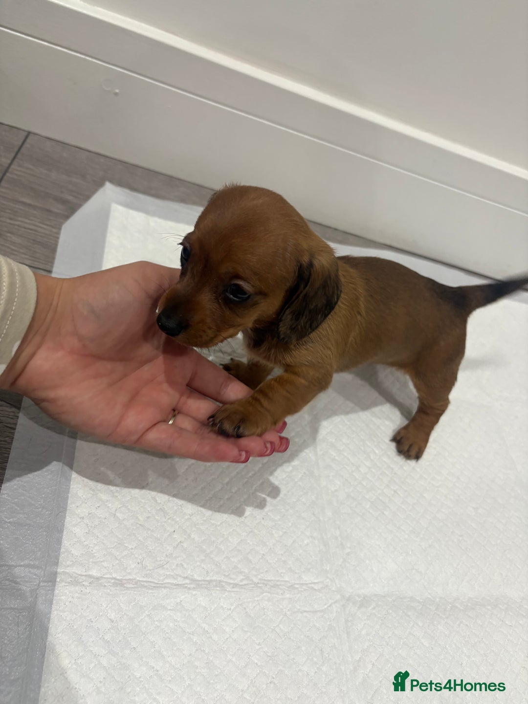 Miniature Dachshund dogs for sale: Beautiful little miniature dachshund girl  - Image 8