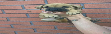 Female 1