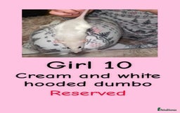 Rat rodents for sale: Beautiful baby rats looking for forever homes! - Advert 10